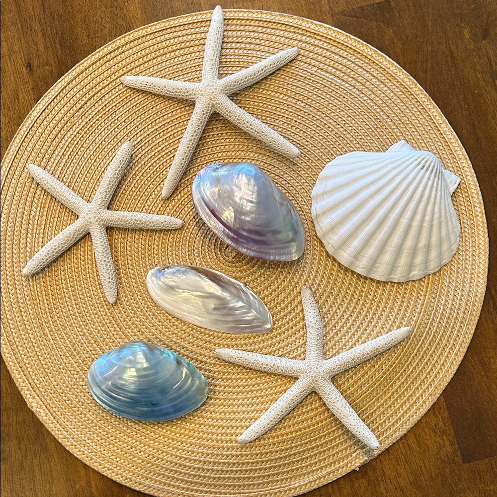 Vintage Lot Assorted Large Sea Shells